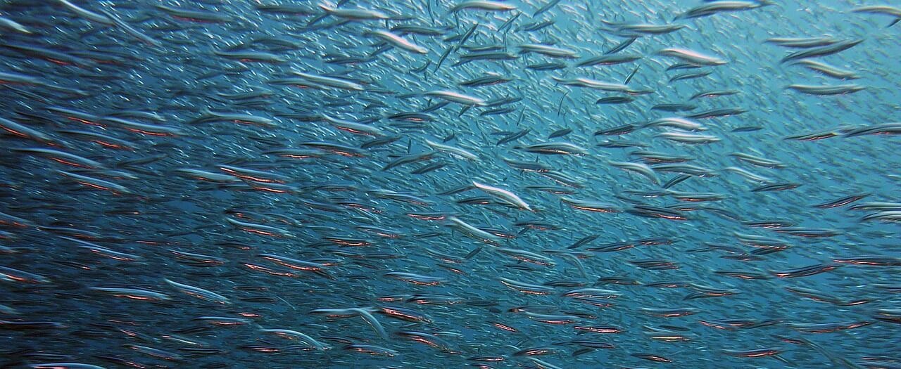 fish, swarm, underwater, sea, ocean, fish swarm, animals, swim, nature, water, marine life, underwater world, blue, fish, fish, fish, fish, fish, underwater